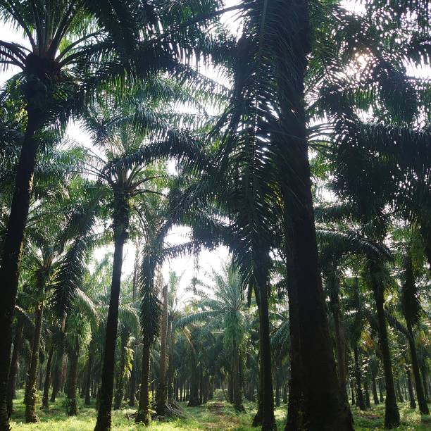 istock green and beautiful palm plantation with tall trees 1486538432