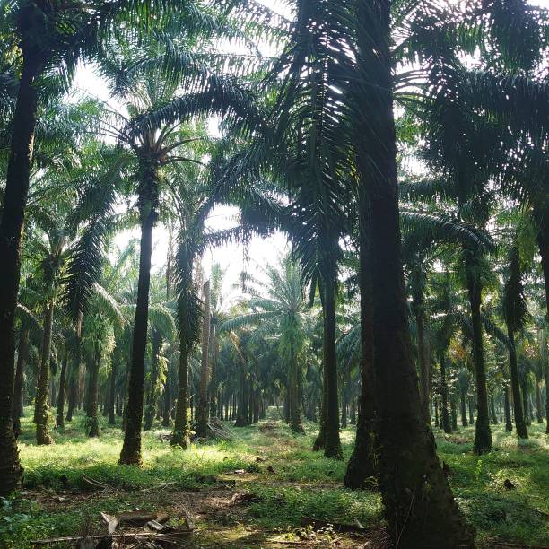 istock green and beautiful palm plantation with tall trees 1486538477