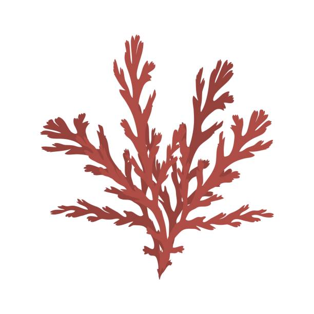 istock Seaweed. Isolated on white background.Collection of different aquatic plants. Vector illustration 1486539005