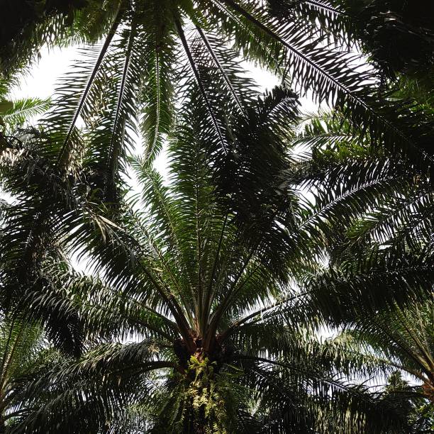 istock green and beautiful palm plantation with tall trees 1486539031