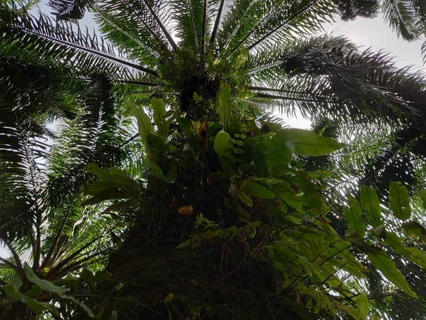 istock green and beautiful palm plantation with tall trees 1486539409