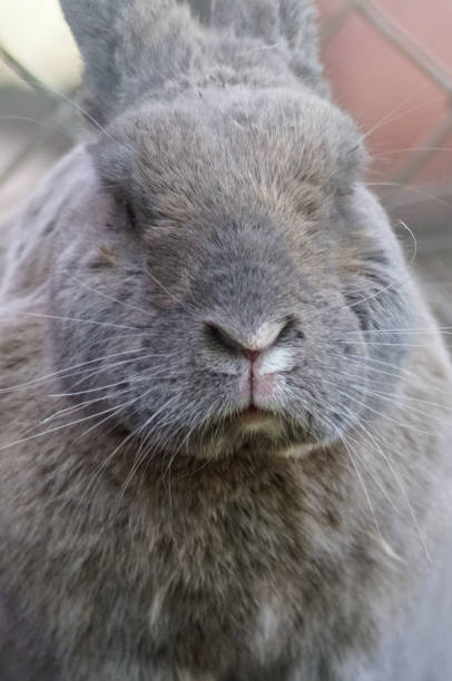 istock a close up of a rabbit ooking at the camera 1486540331