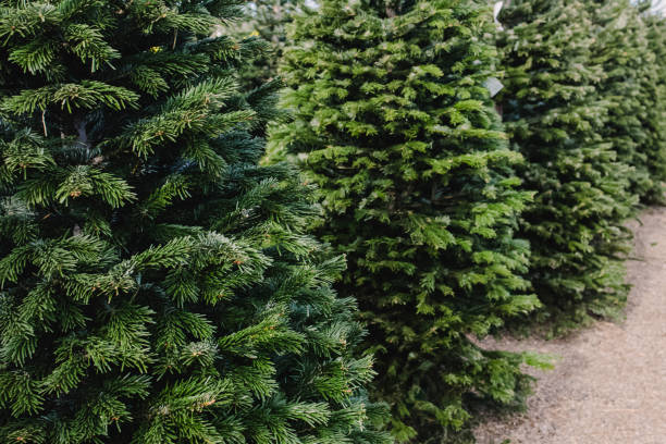 istock Fresh fir trees on Christmas fair 1486542749