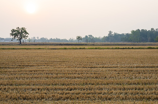 Scenery of straw stubble in rice fields that have passed the harvest season and waiting to be plowed with the rising sun in the early morning in rural Thailand.