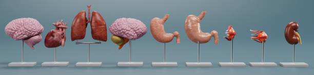 istock Realistic 3D Render of Anatomy Models 1486545992