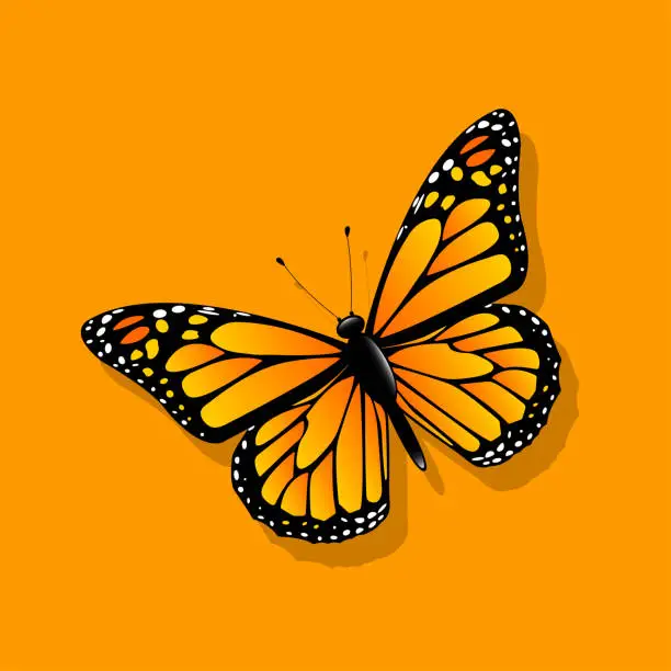 Vector illustration of Monarch butterfly