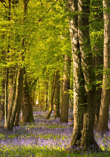 istock Bluebell woodland high weald 1486547739