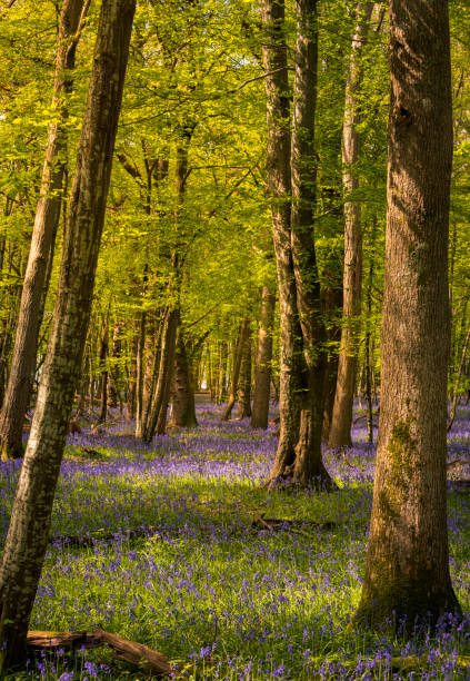 istock Bluebell woodland high weald 1486547740
