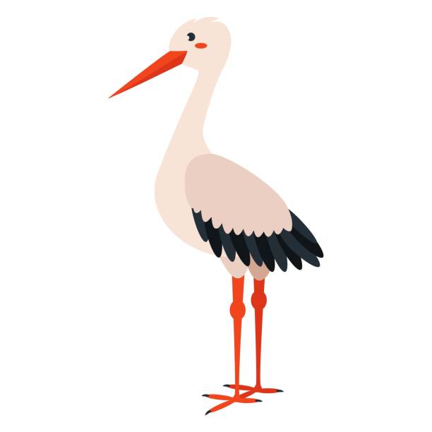 Cute, cartoon stork bird. Flat vector illustration. Cute, cartoon stork bird. Flat vector illustration isolated on white background. stork stock illustrations