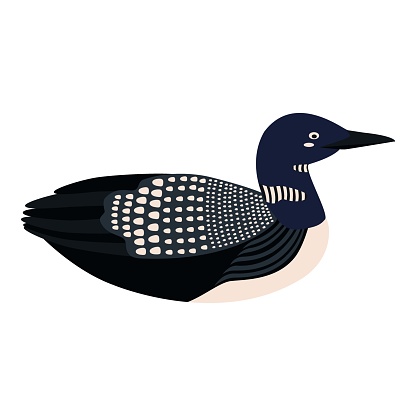 Cute, cartoon loon bird. Flat vector illustration isolated on white background.