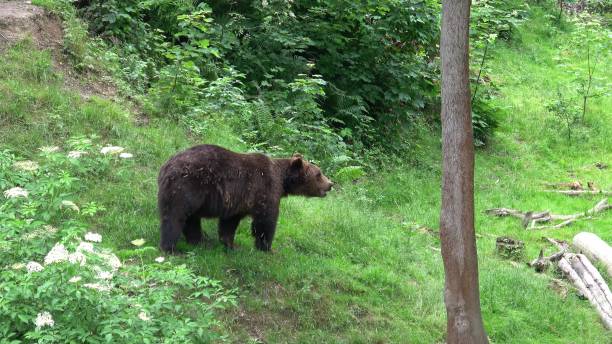 istock Big male bear in the forest 1486549472