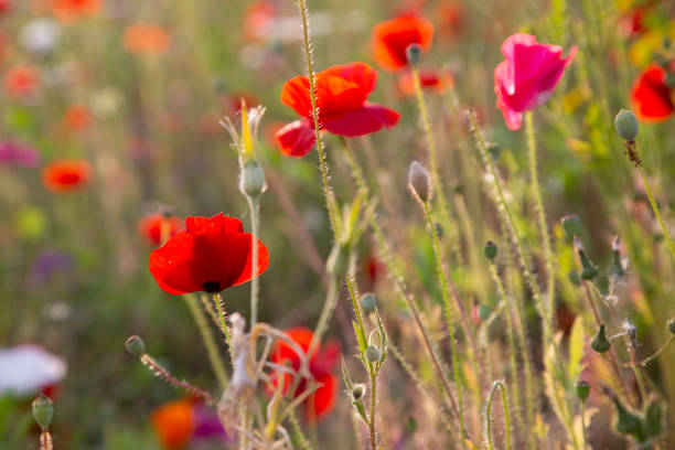 istock Poppies in the sunlight in a field in Milan 1486550734