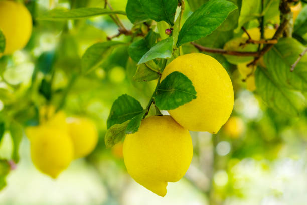 istock Fresh ripe lemons grow on a tree. 1486552764