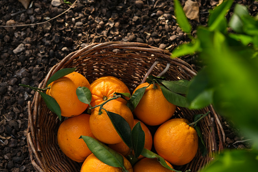 Harvesting ripe delicious orange, top view.