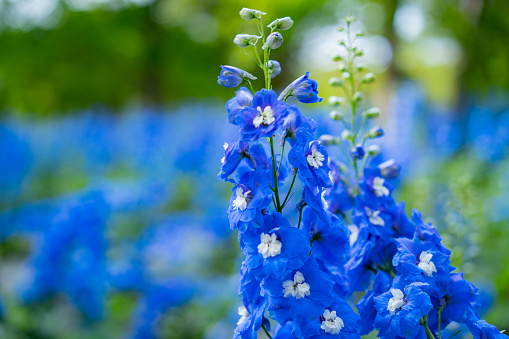 Beautiful blooming Blue dawn flower Ipomoea indica, blue morning glory in the garden. Natural background.