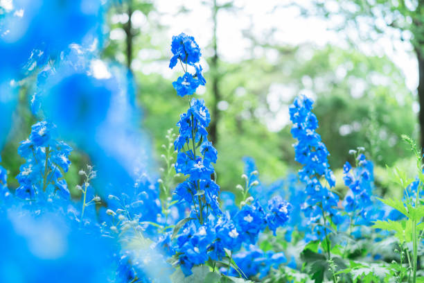 Blue lupine flowers blooming in forest park