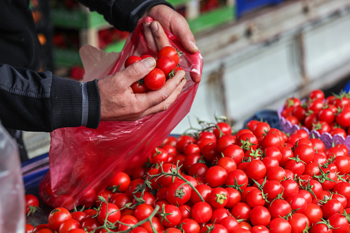Vegetable Marketing , Small Tradesmen , Fresh Tomatoes