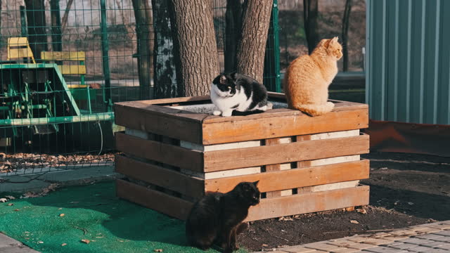 Lot of Stray Cats are Sitting Together in a Public Park in Nature, Slow Motion