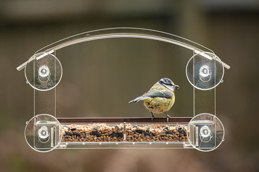 A blue tit sitting in a window bird feeder filled with seeds with a seed in its mouth.