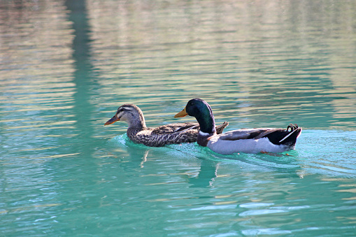 Male and Female Mallard Ducks in a pond