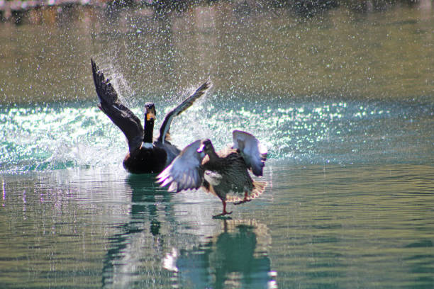 istock Mallard Ducks in a pond chasing each other in the bright sun in springtime 1486559920