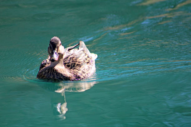 Female Mallard Duck in a pond looking right at the camera with a trail of ripples behind her