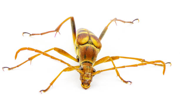 strangalia sexnotata – gatunek chrząszcza z rodziny biegaczowatych i podrodziny cerambycidae. izolowany na białym tle widok z przodu - cerambycidae zdjęcia i obrazy z banku zdjęć