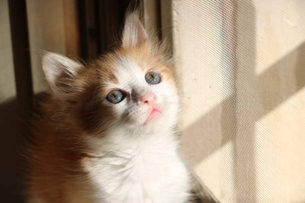 istock Cat in the sun, on the window 1486561746