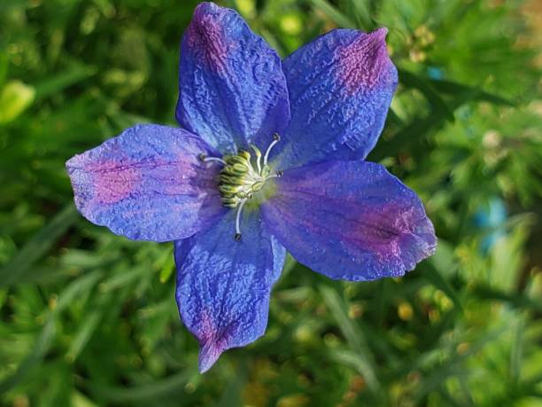 Free picture: Rainbow flower dark blue purplish petals