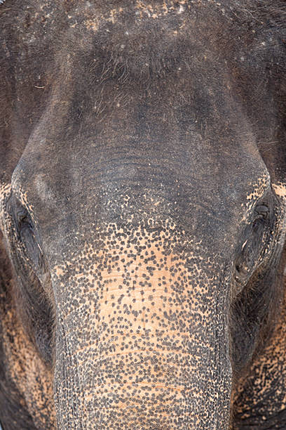 Elephant stock photo