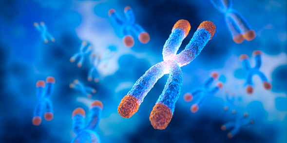 Chromosomes with Telomere  floating on blue cell background - science and anti aging technology - 3D illustration