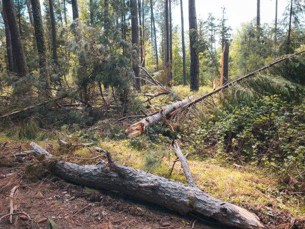 windbreak: fallen pines after a strong wind in the forest