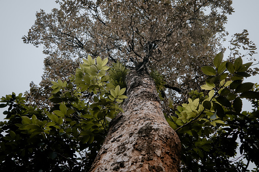 Bottom view of trees and sky