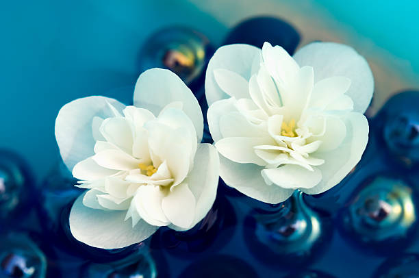 istock Delicate White Jasmine Flowers on Water 148656390