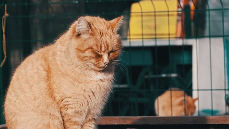 Homeless Red Cat Sitting in the Park in Slow Motion