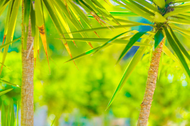 Palm tree leaf background