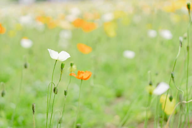 Poppies blooming in the forest park