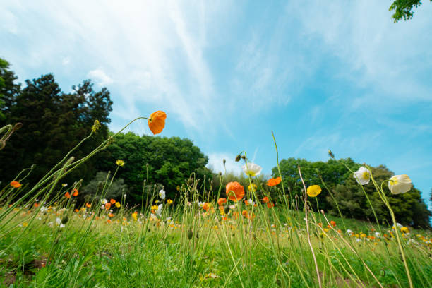 istock Poppies blooming in the forest park 1486567460