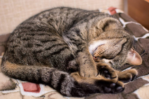 istock Young tabby cat sleeping curled up in a ball 1486571762