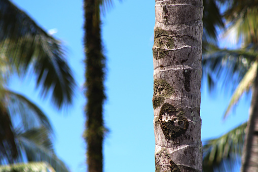 coconut trunk, blurred background, blue sky