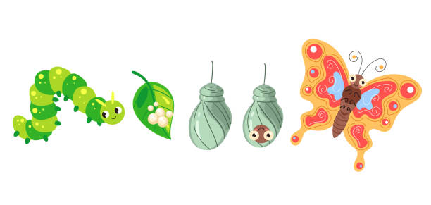 Butterfly caterpillar life cycle insect tree isolated concept. Vector graphic design illustration Butterfly caterpillar life cycle insect tree isolated concept. Vector graphic design egg to caterpillar stock illustrations