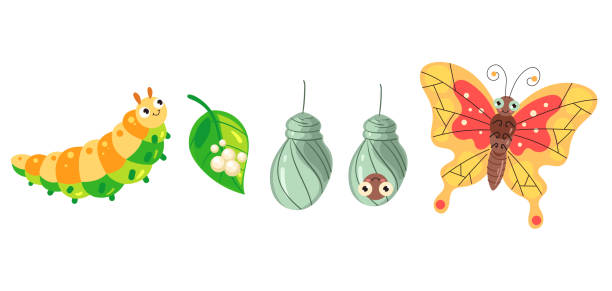 Butterfly caterpillar life cycle insect tree isolated concept. Vector graphic design illustration Butterfly caterpillar life cycle insect tree isolated concept. Vector graphic design egg to caterpillar stock illustrations
