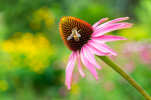 Purple coneflower and a Bee. The bee has a little motion blur.