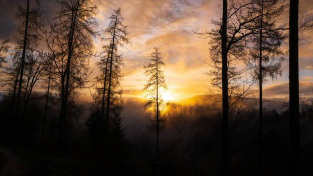 the setting sun makes the rising haze in the black forest burn after a shower - forest black forest sky night imagens e fotografias de stock