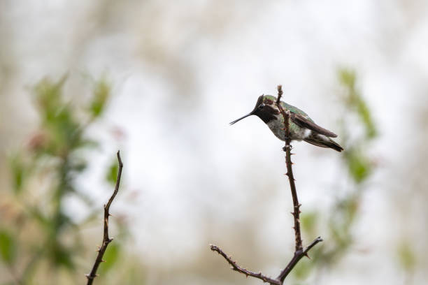 istock Male Anna's Hummingbird Perched on Stem 1486575063