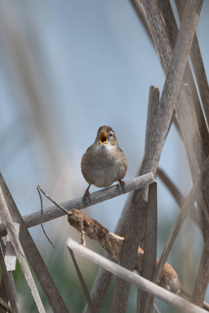 istock Marsh Wren Bird Singing Performing Mating Call while Perched on Reed Stalk 1486575077