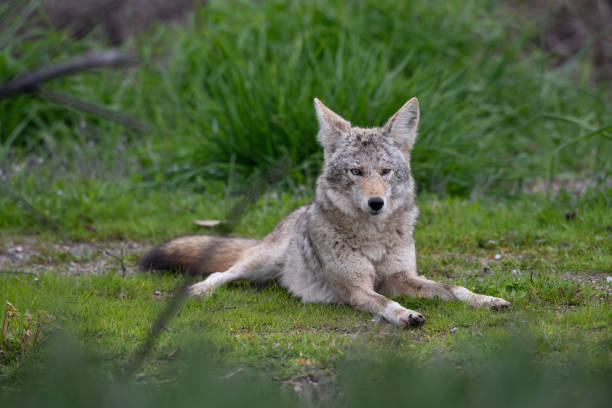 istock Male Alpha Coyote Laying on Ground Posing 1486575092