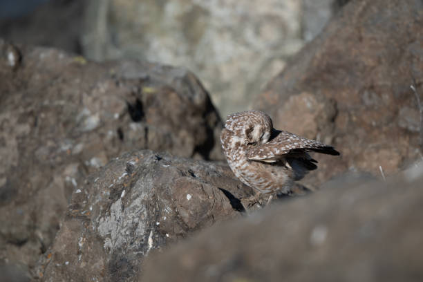 istock Burrowing Owl Preening Next to Rock/Boulder Den Burrow in Bay 1486575107