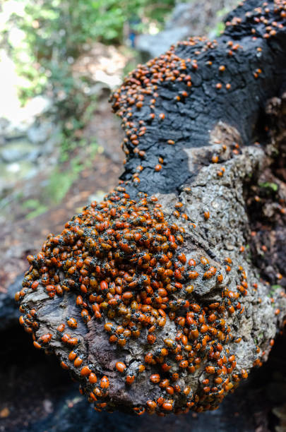 istock Loveliness Swarm of Ladybugs on Tree Bark Stump 1486575130
