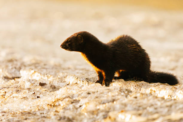 istock American mink (Neogale vison) sitting on the ice backlit in spring. 1486576934